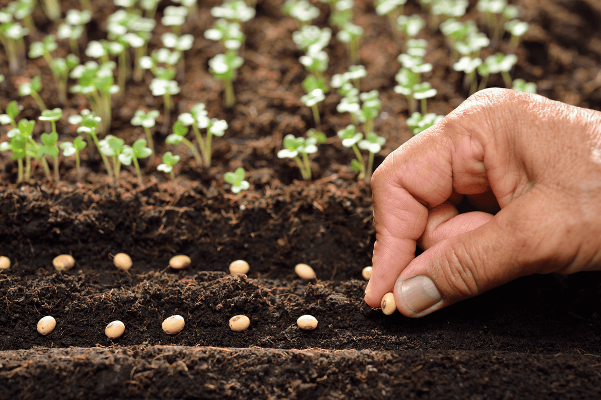The Power of Companion Planting: A Natural Way to Boost Garden Health - Biogrowth Organics