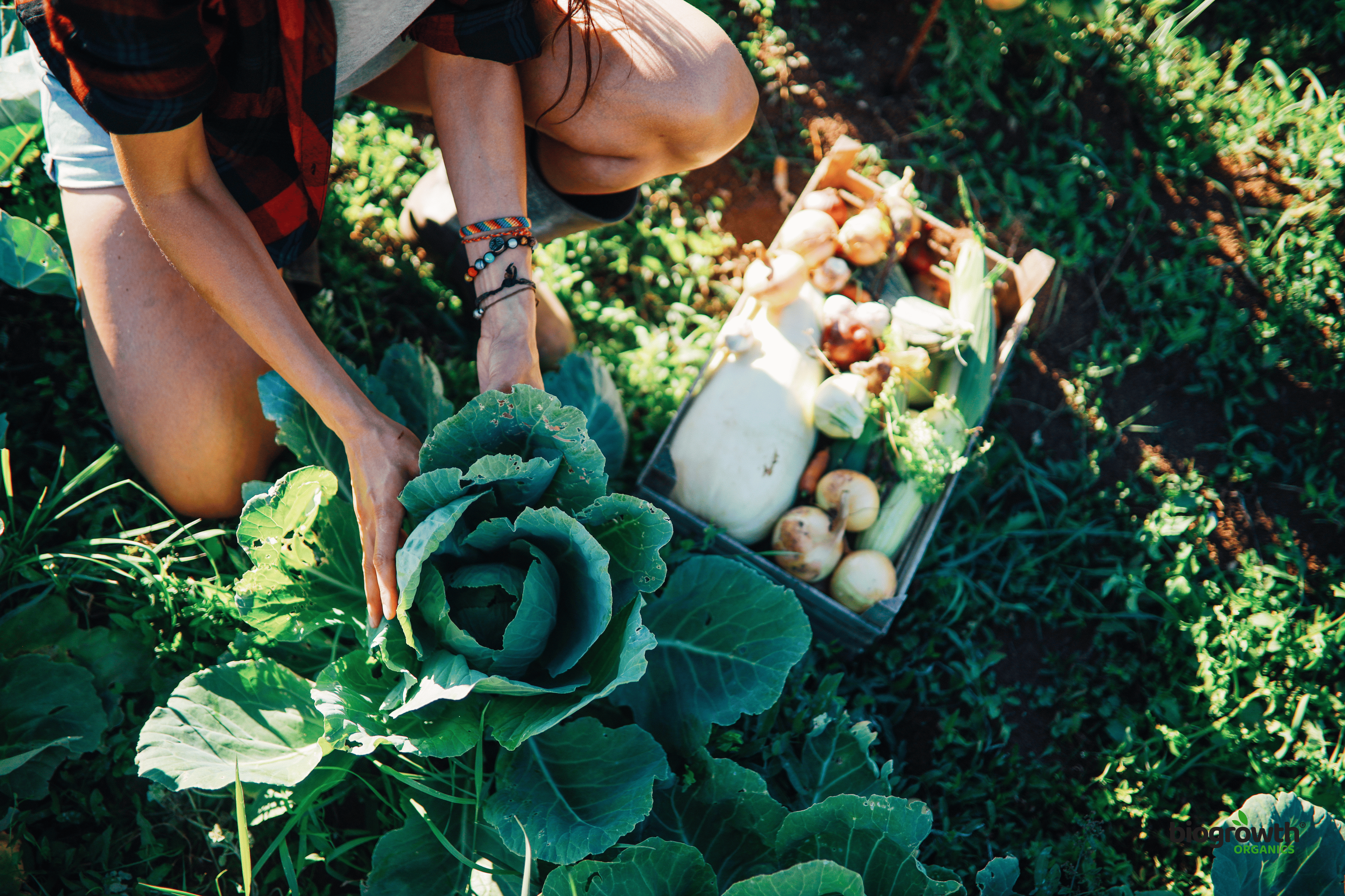 Organic vs. Synthetic Fertilizers: What’s Best for Your Garden? - Biogrowth Organics
