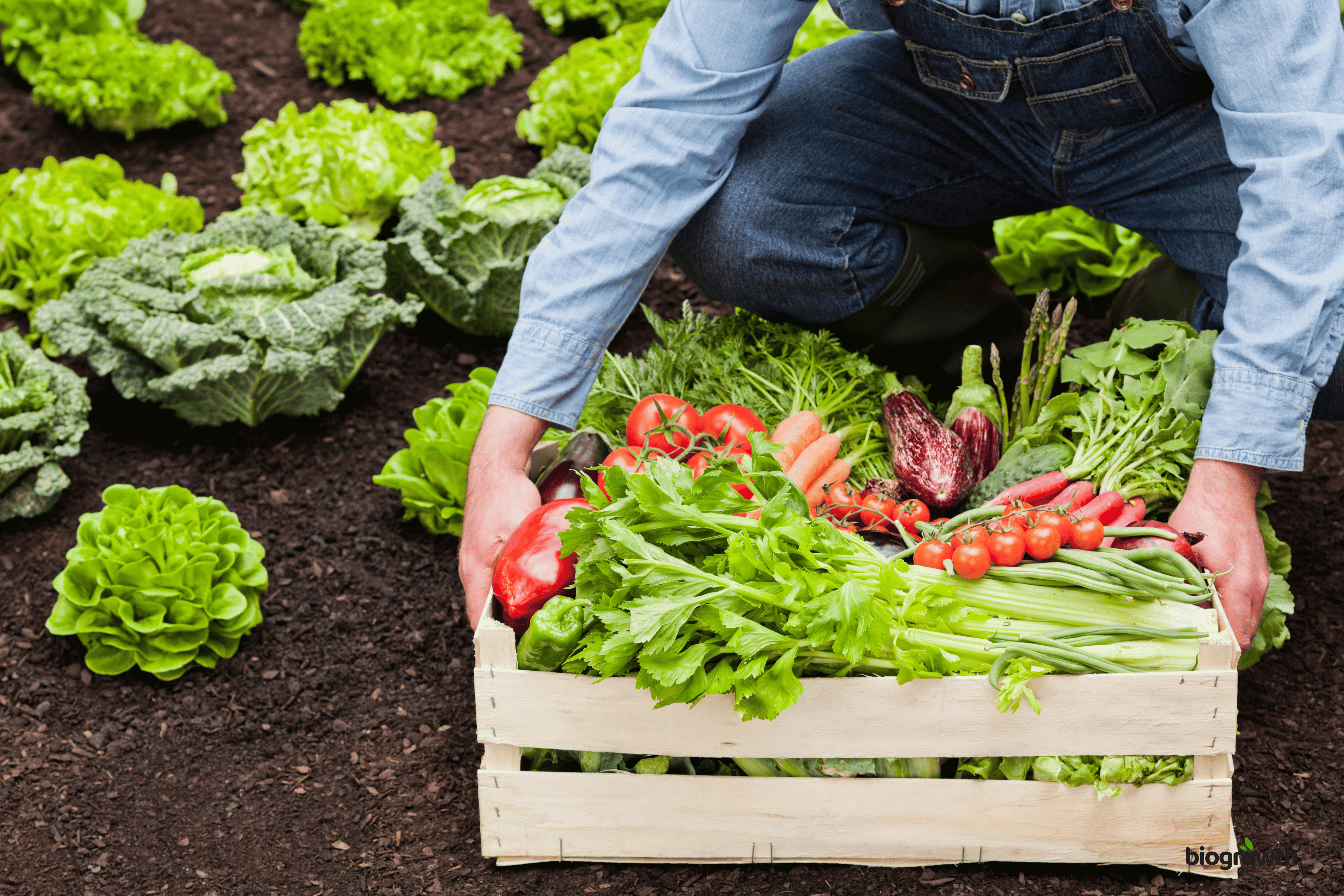 Top 5 Organic Gardening Mistakes And How to Avoid Them