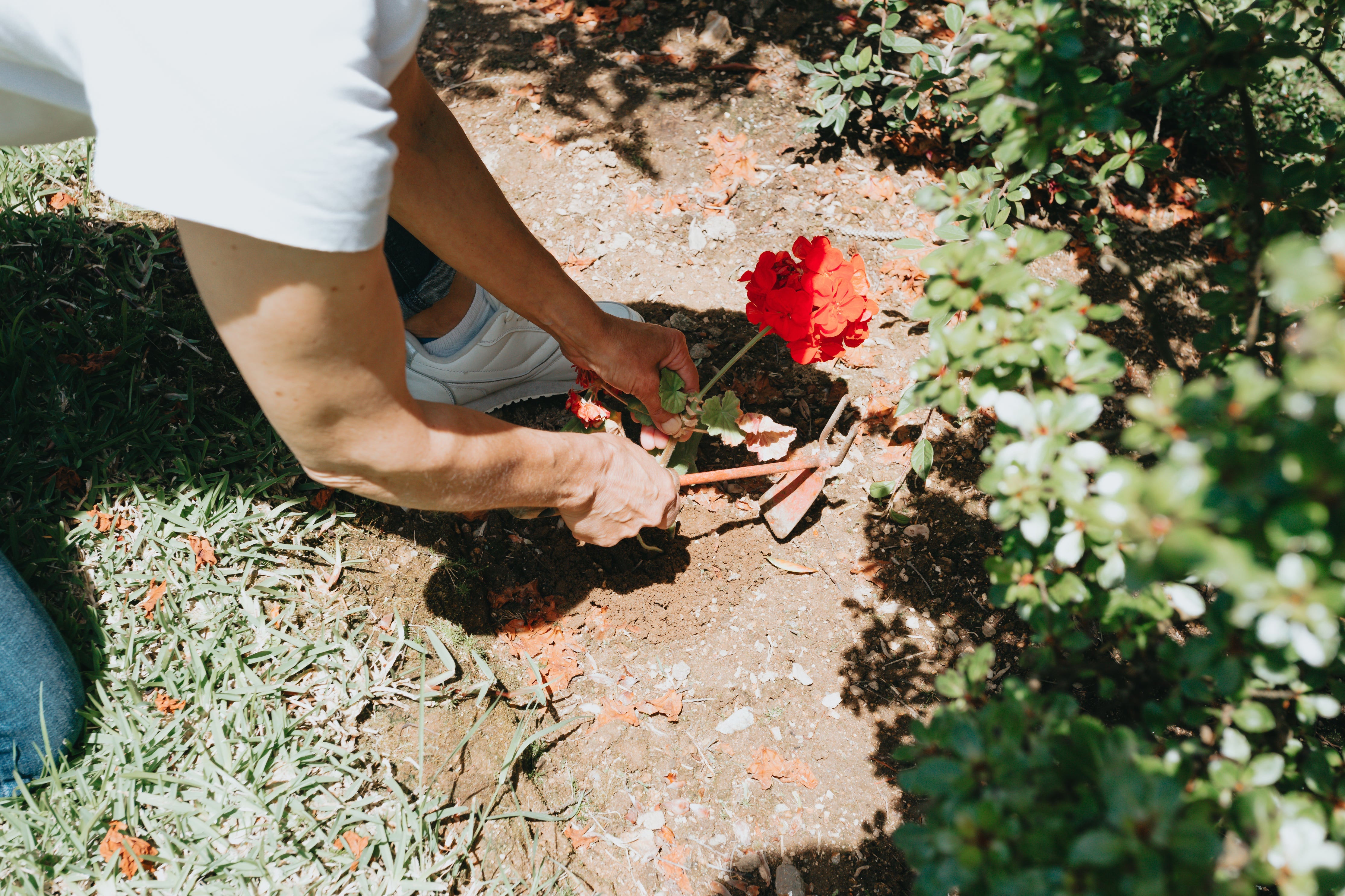 The Power of Plant Vitamins: How to Boost Growth and Blooms Naturally