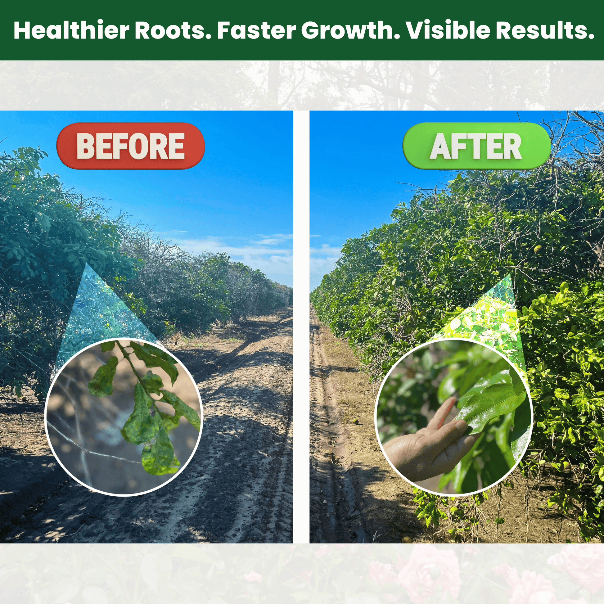 Before and after comparison of a field with healthier plants, showing visible results.