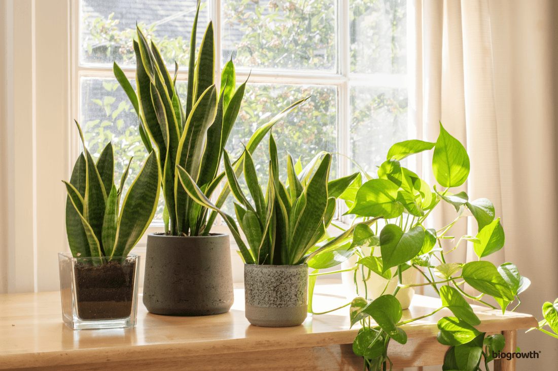 10 Easiest Houseplants for Beginners: Low-Maintenance Indoor Plants That Thrive Anywhere