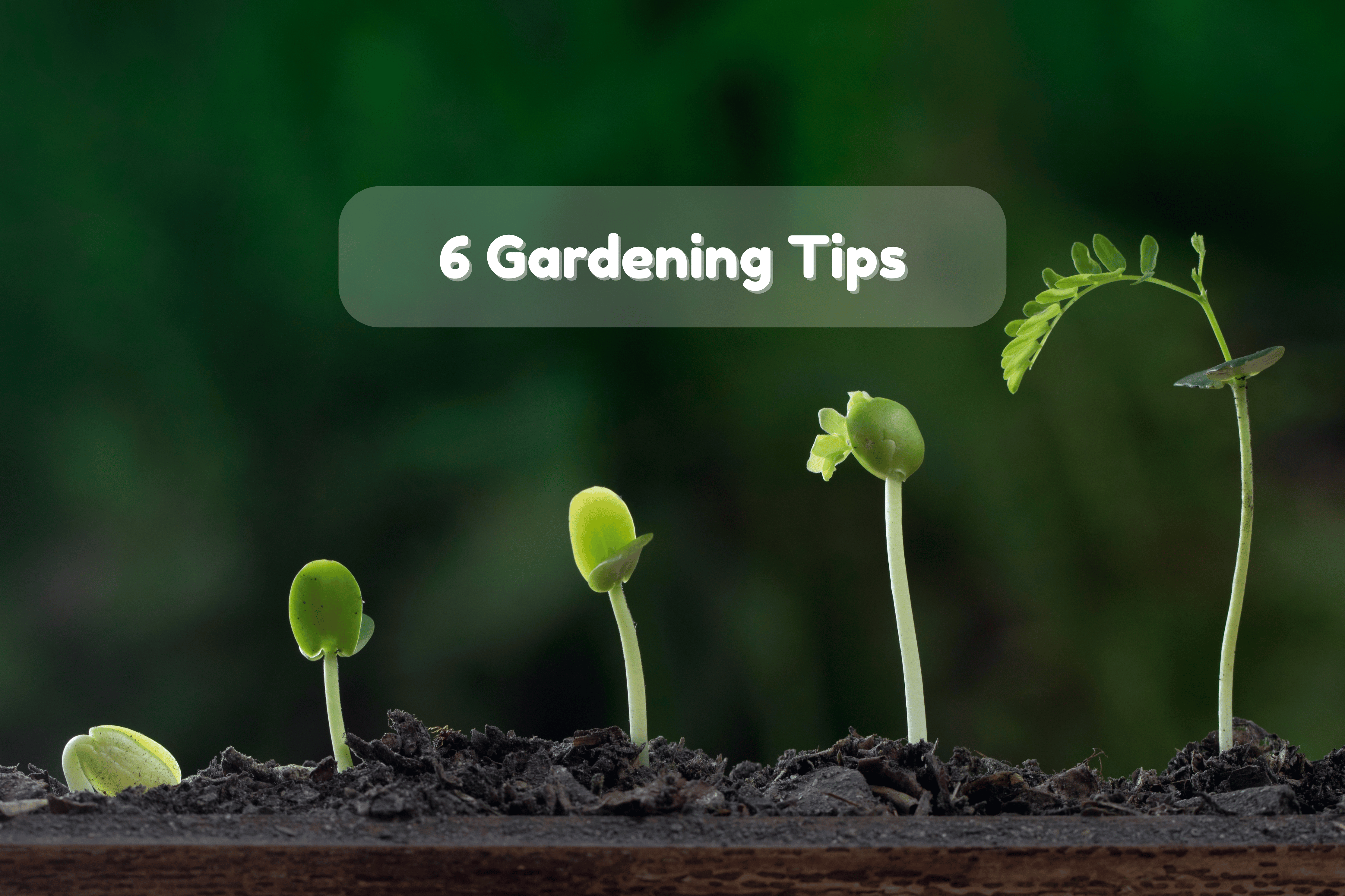 How to Boost Plant Growth Naturally: Top 6 Organic Gardening Tips