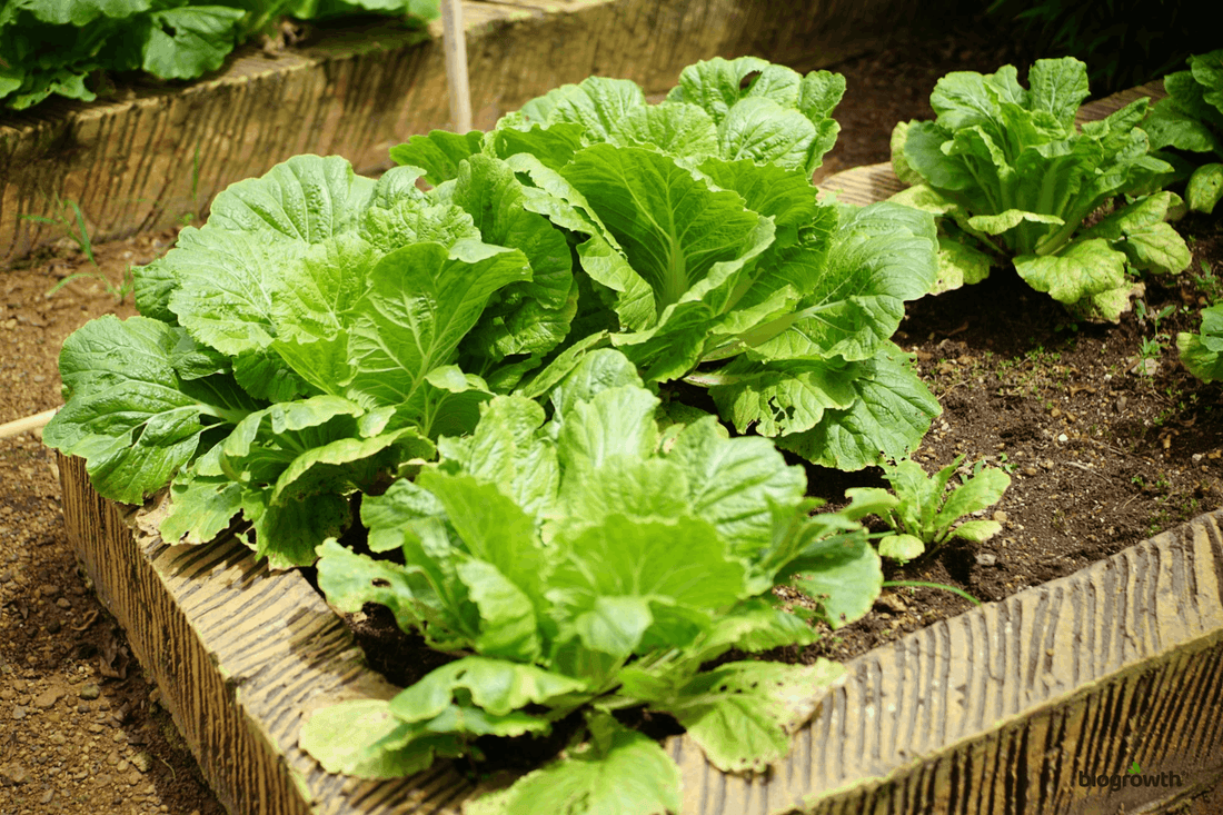 Best Plants for Your First Raised Bed Garden: A Beginner’s Guide to Success