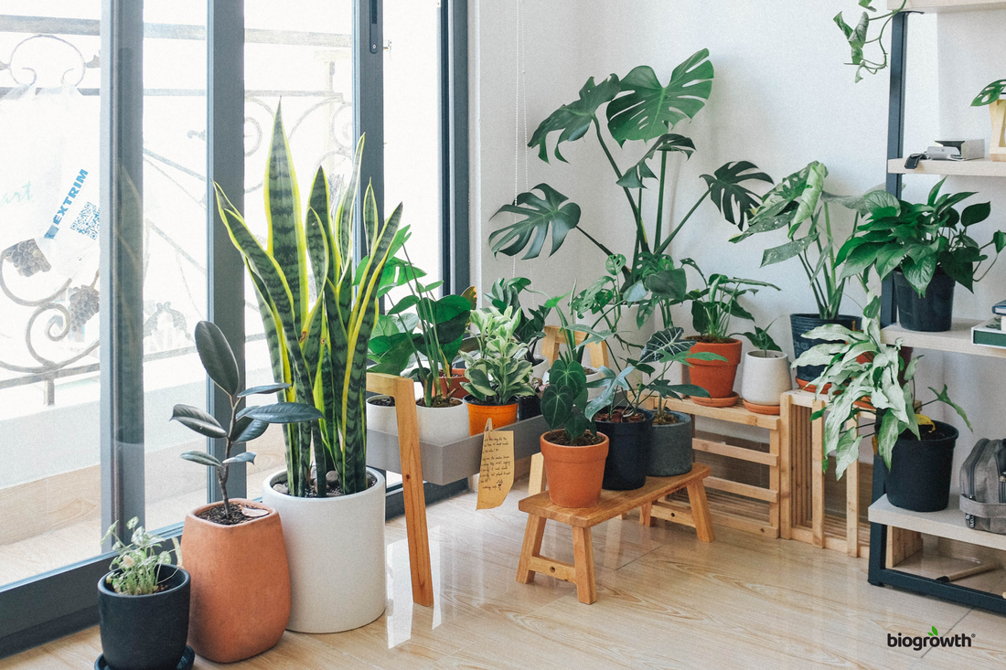 Seasonal Houseplant Care: How to Manage Your Indoor Jungle in Winter and Summer