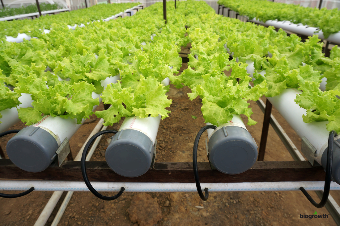 Why Spring Is the Best Time to Start a Hydroponic Garden