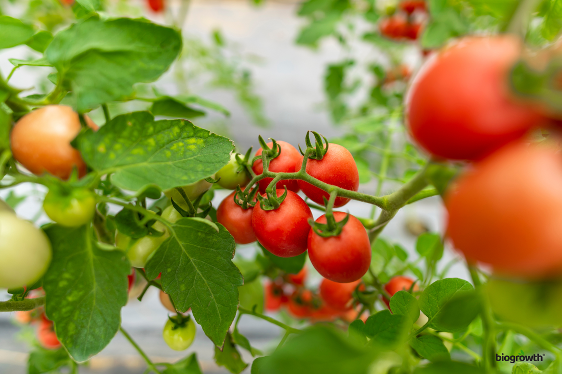 The Ultimate Guide to Growing Tomatoes in a Spring Hydroponic Setup
