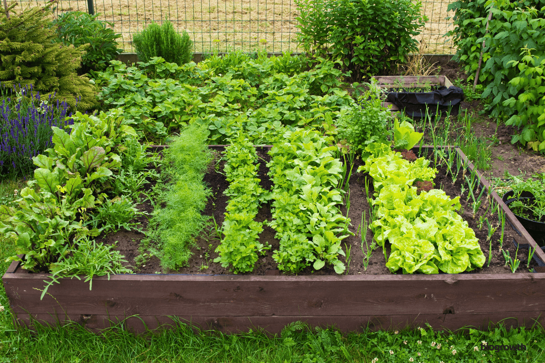 Common Raised Bed Garden Mistakes Beginners Make and How to Avoid Them
