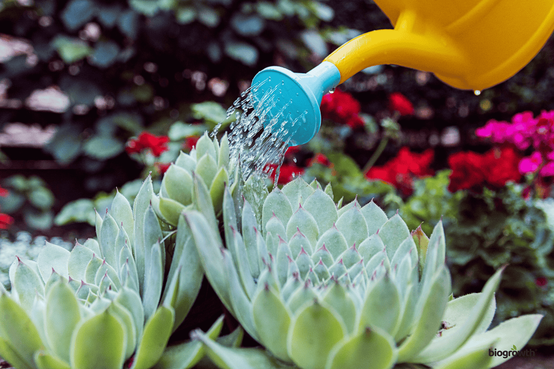 How to Conserve Water While Gardening Organically: 8 Smart, Eco-Friendly Tips - Biogrowth Organics
