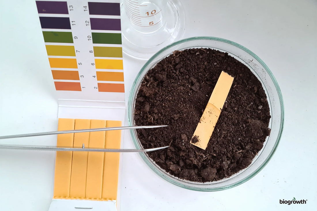 How to Test Your Soil at Home and What Your Results Actually Mean