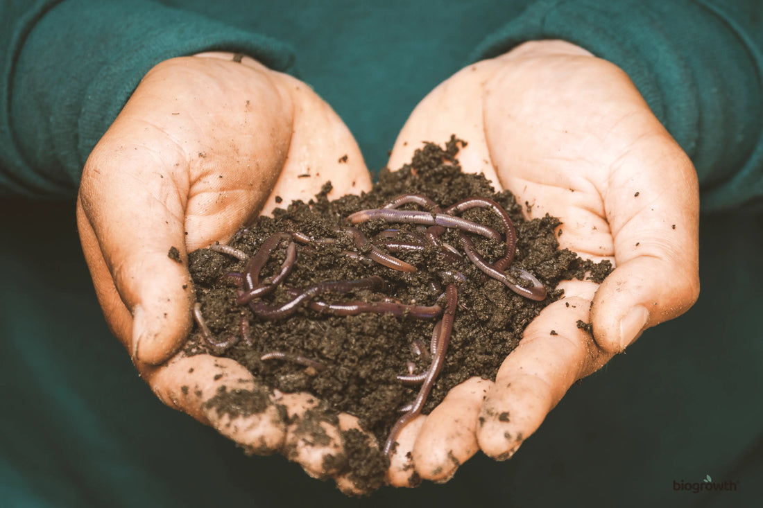 Living Soil: The Future of Regenerative Gardening