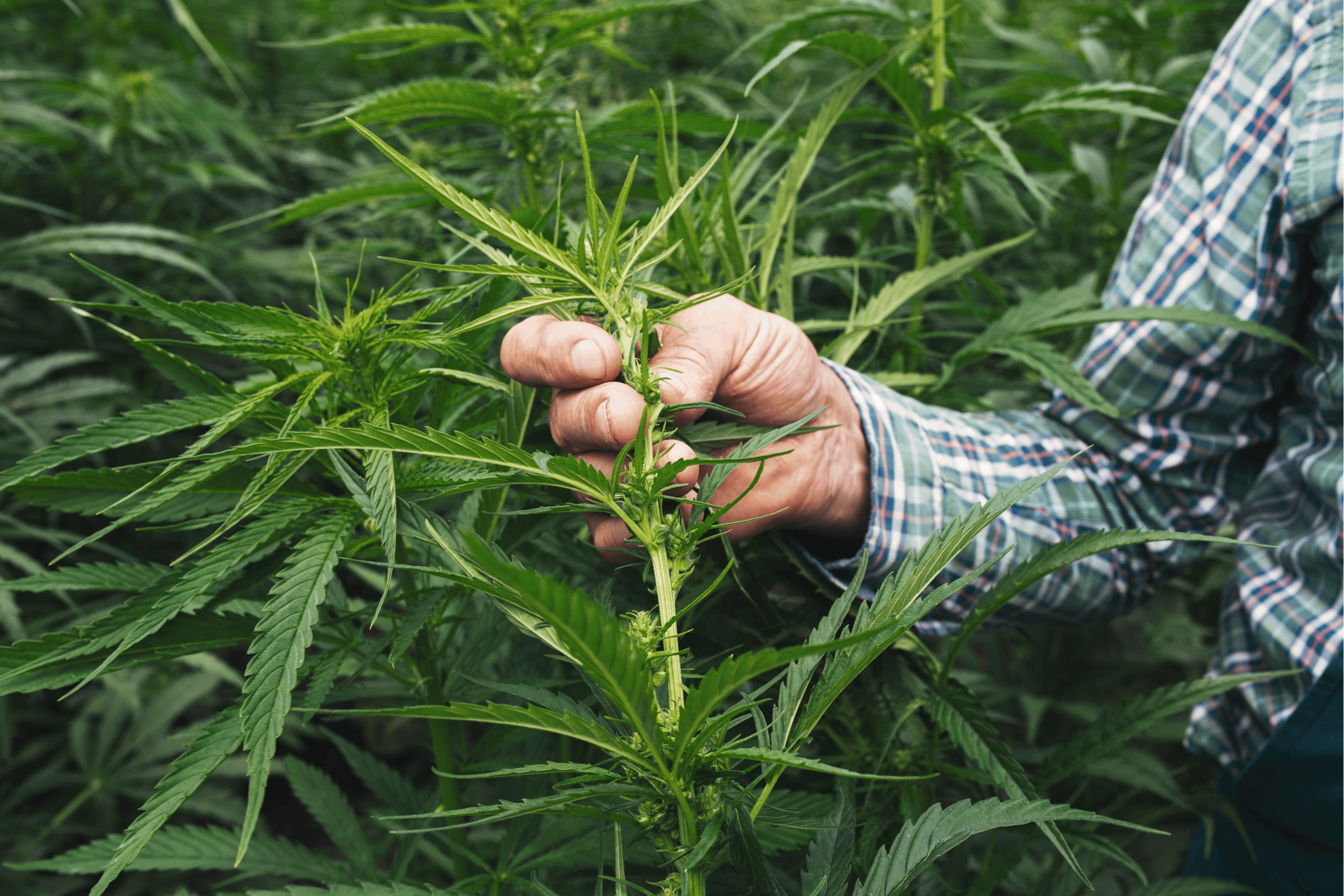 The Secret to Thriving Cannabis & Hemp Plants: Unlocking Growth with the Power of Enzymes