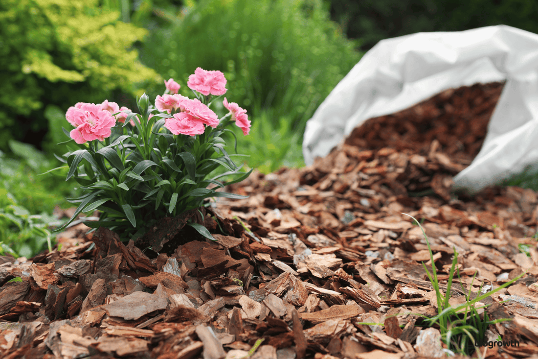 The Magic of Mulching: How to Improve Soil Health and Conserve Water Naturally