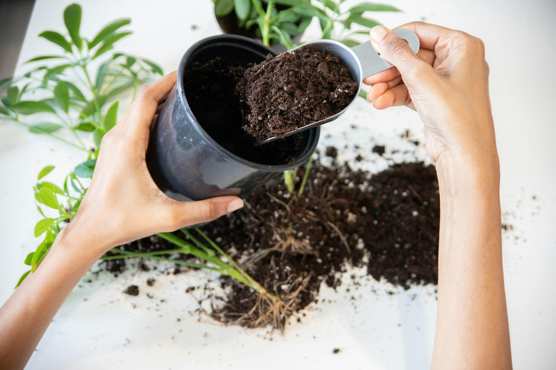 Soil pH Explained: How to Test and Adjust Your Garden Soil for Maximum Yields