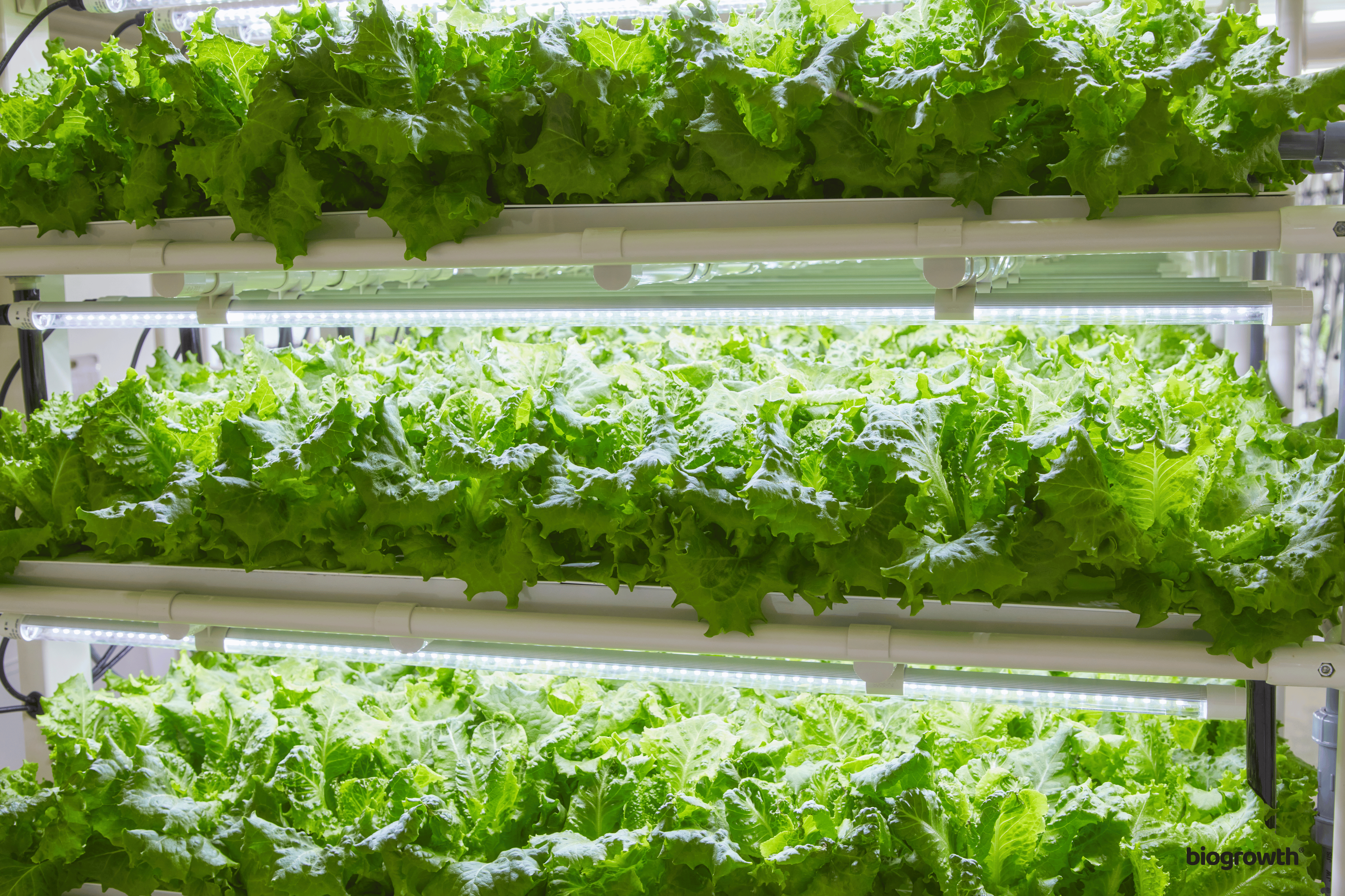 The Science Behind Hydroponics: How Plants Thrive Without Soil