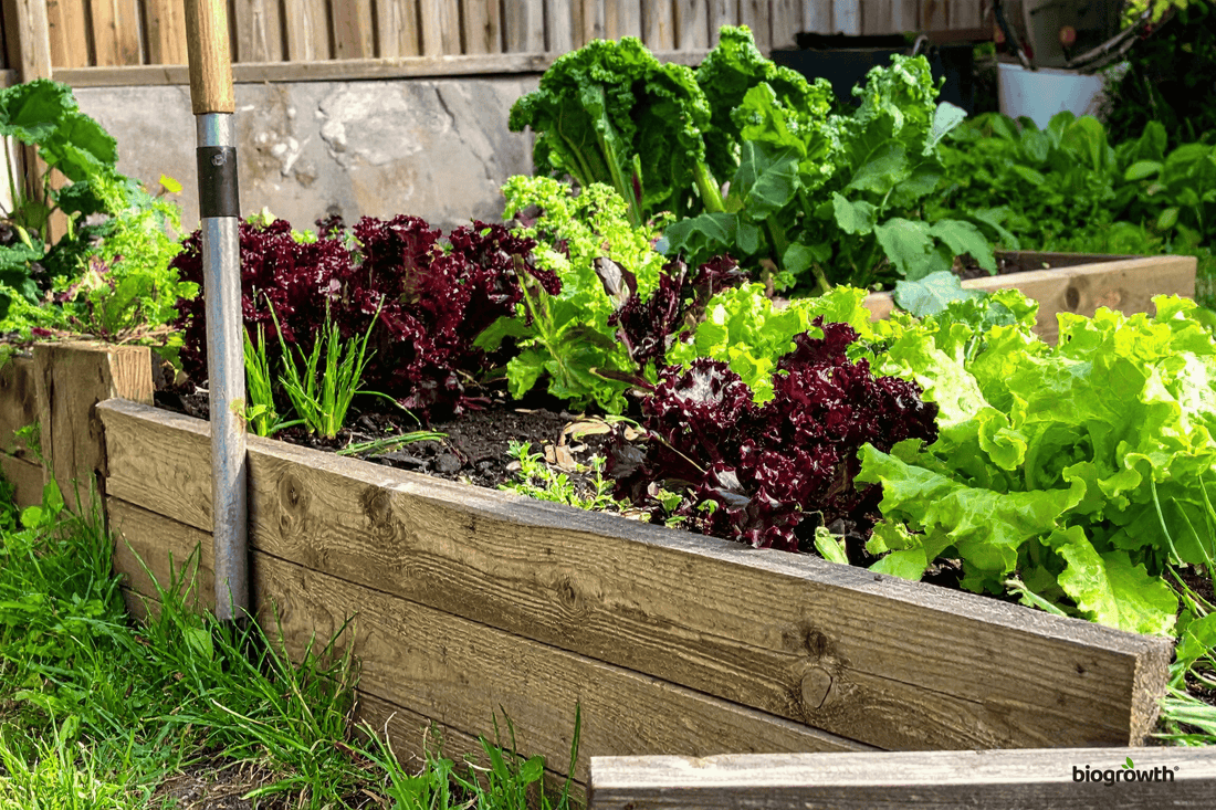 What to Plant in the Fall: Cool Season Crops That Thrive