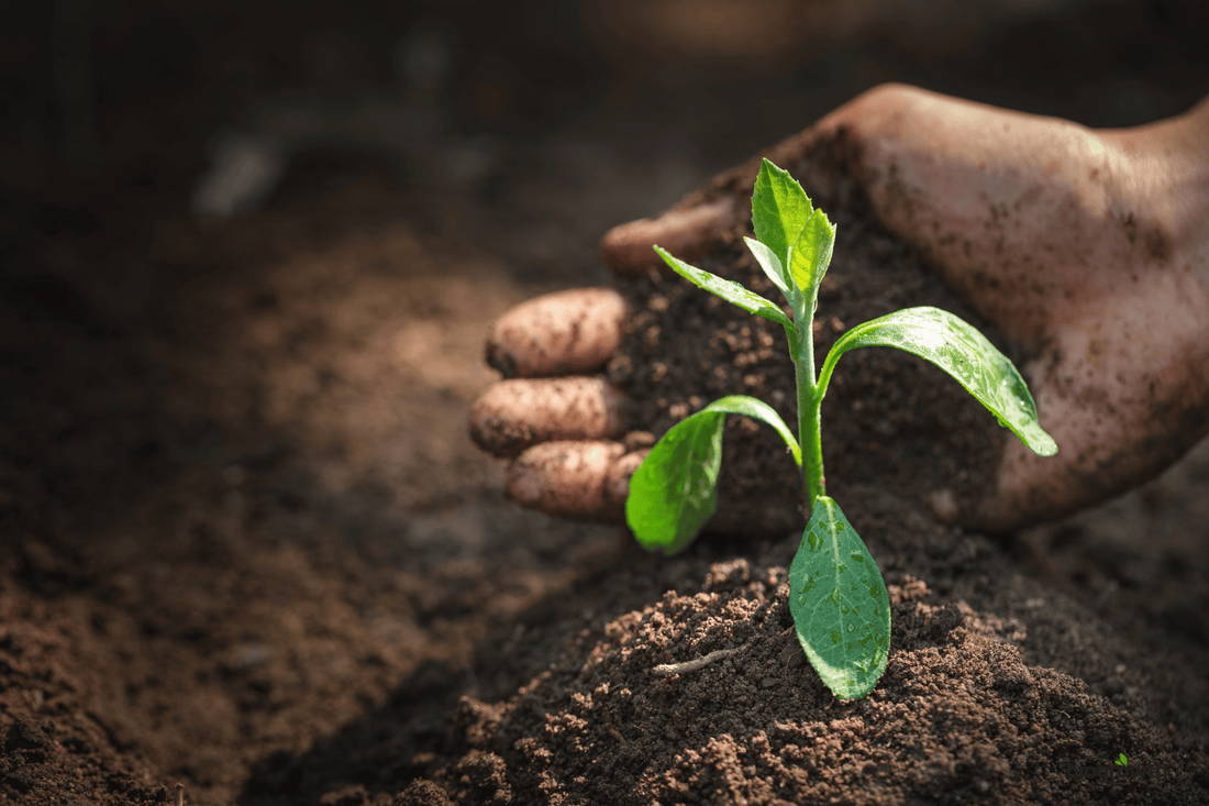 Why Soil Structure Matters: How to Build Better Garden Soil