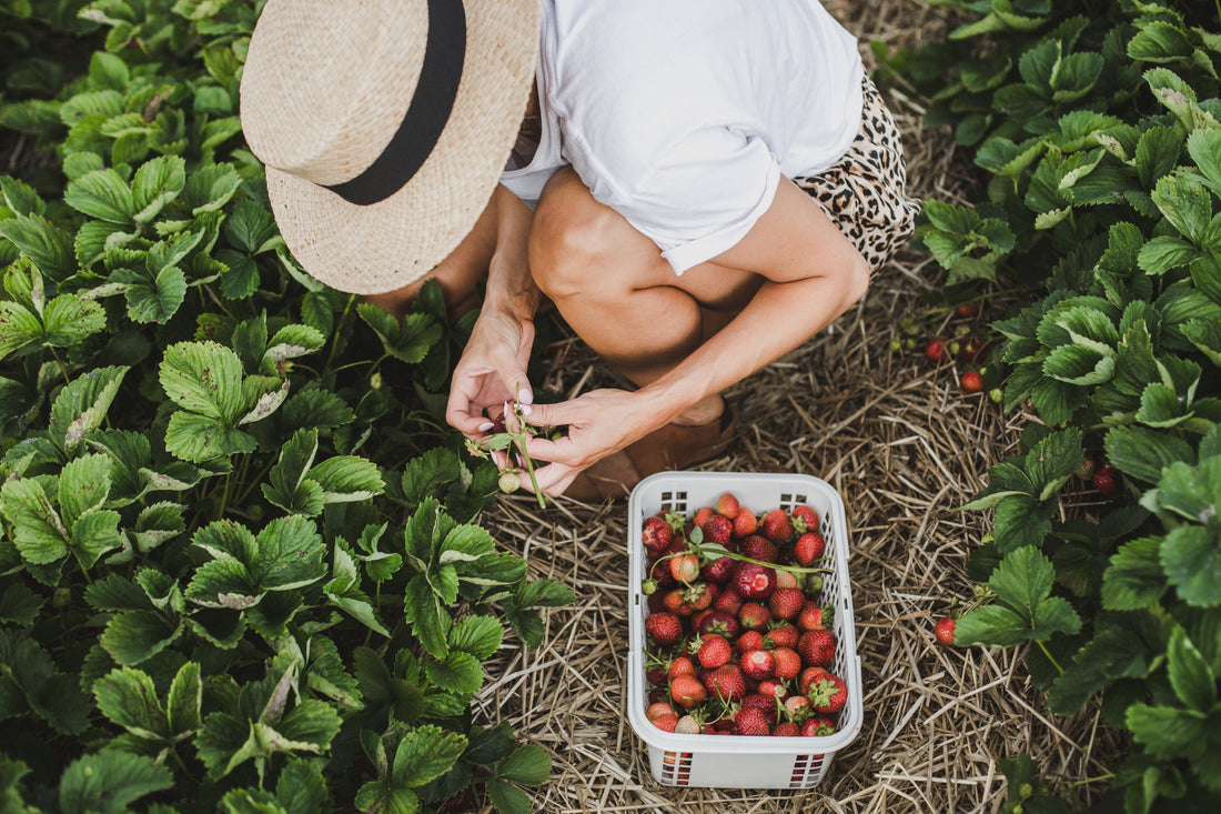 Unlock Healthier, More Abundant Crops with the Power of Enzymes