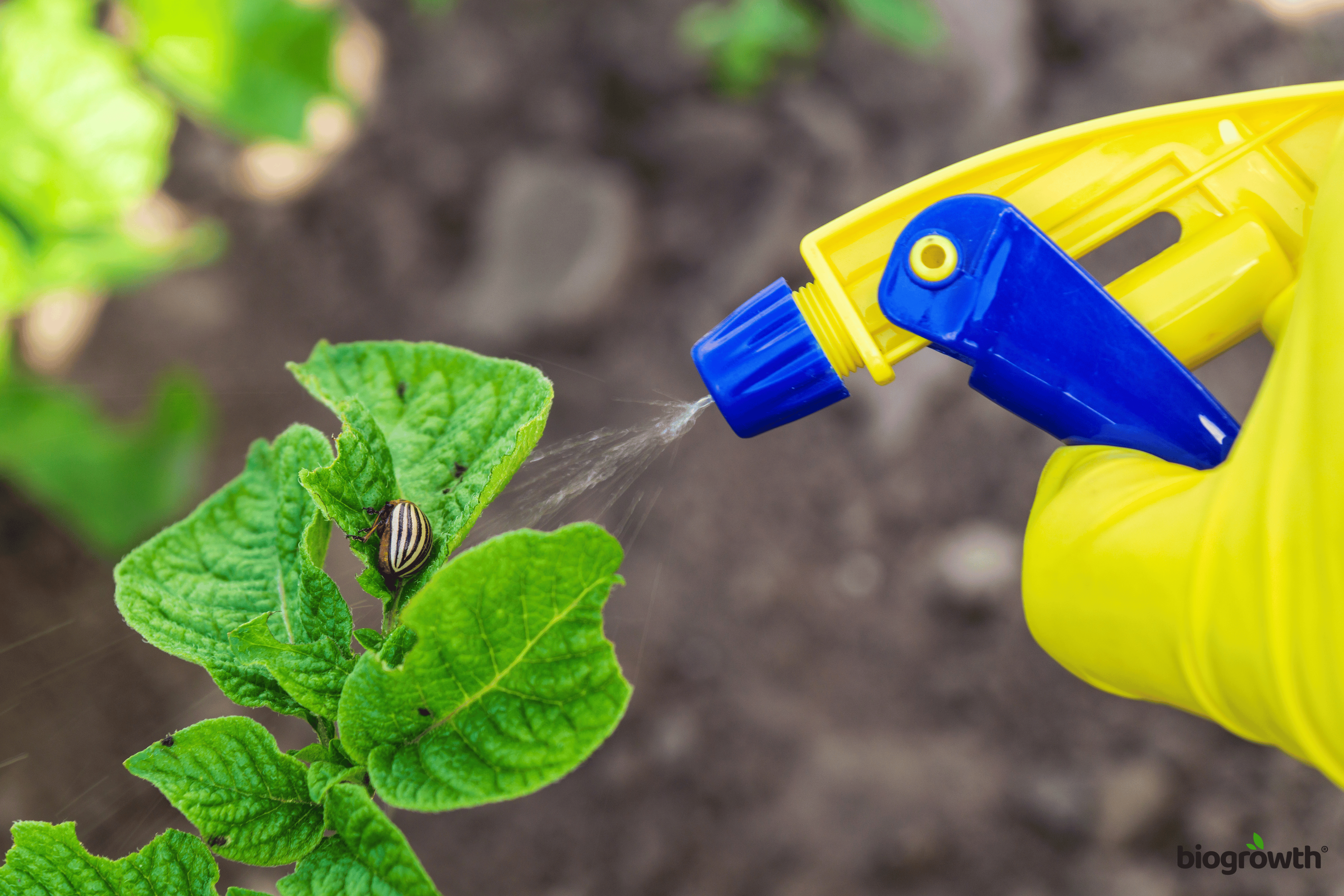 Organic Pest Control: Safe & Effective Solutions for Your Garden