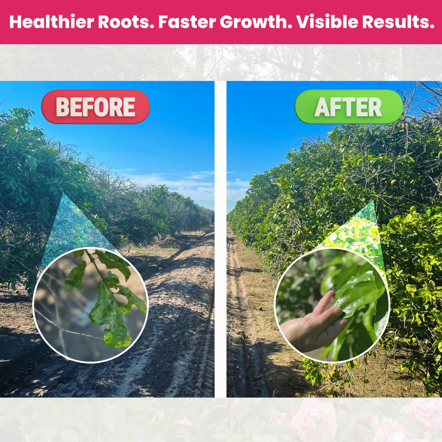 Vivid Liquid Organic Plant Vitamin for Flowers & Lawns