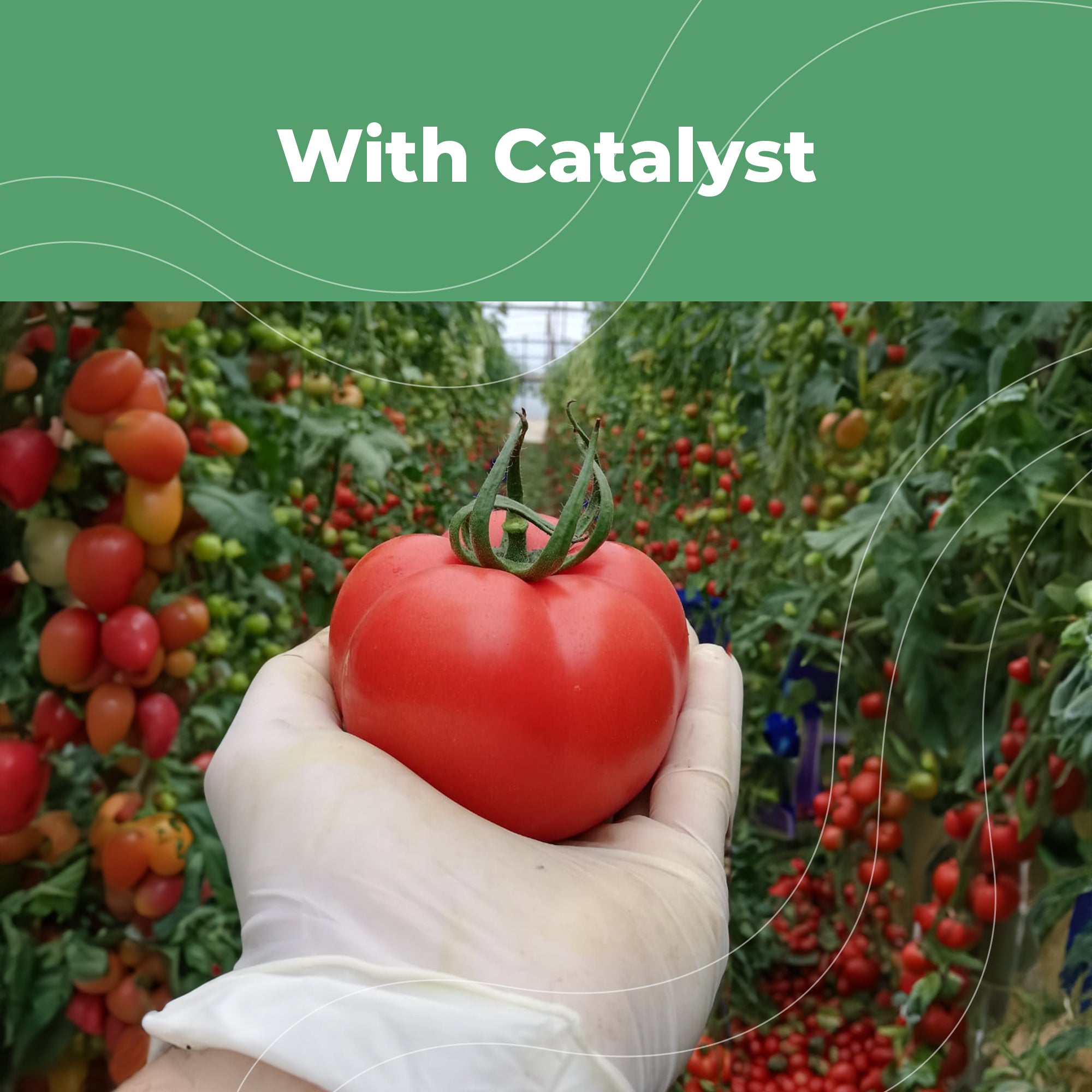 Catalyst™ Liquid Organic Plant Vitamin