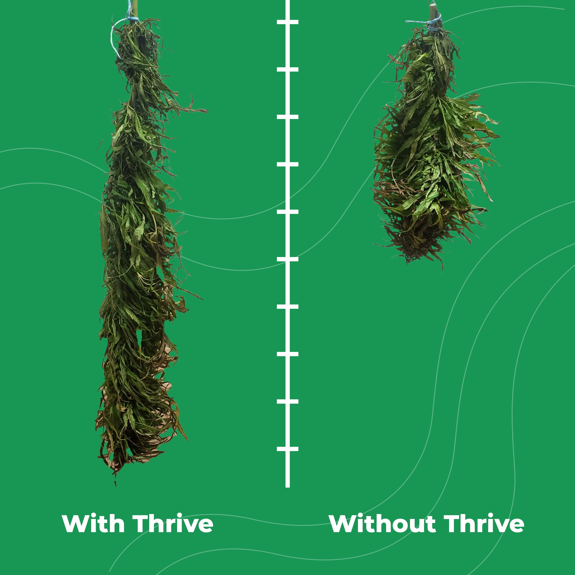 Thrive Liquid Organic Plant Vitamin for Cannabis