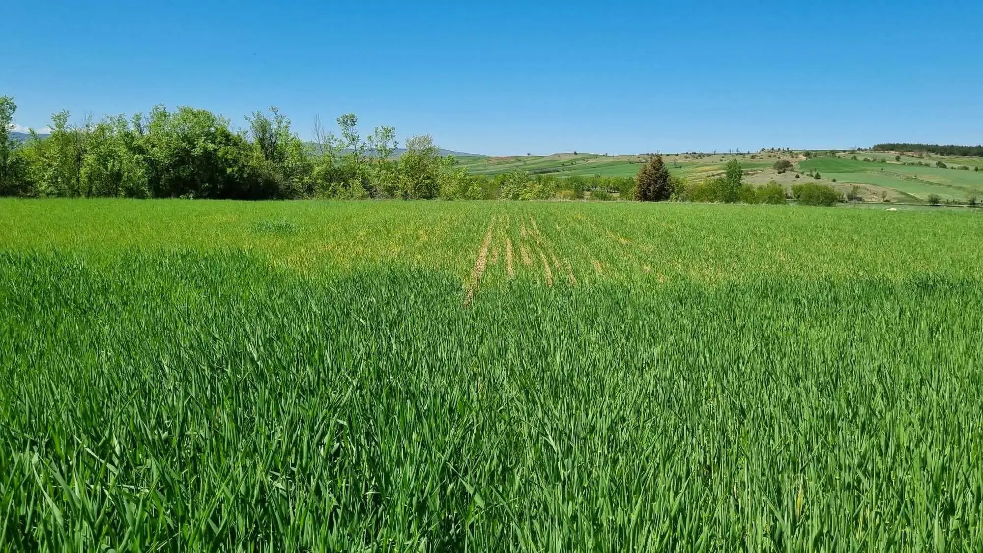 Image of a field after using Biogrowth Products