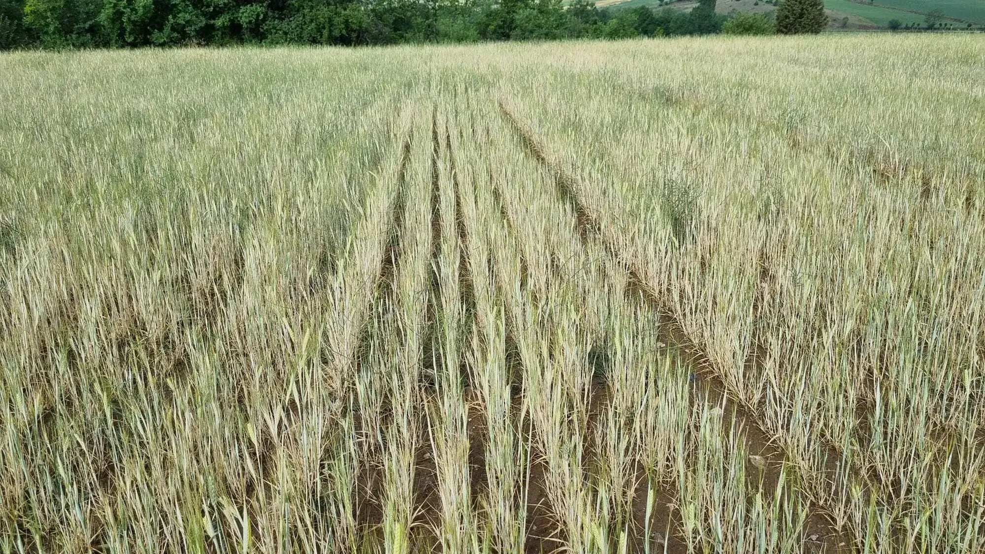 Image of a field before using Biogrowth Products